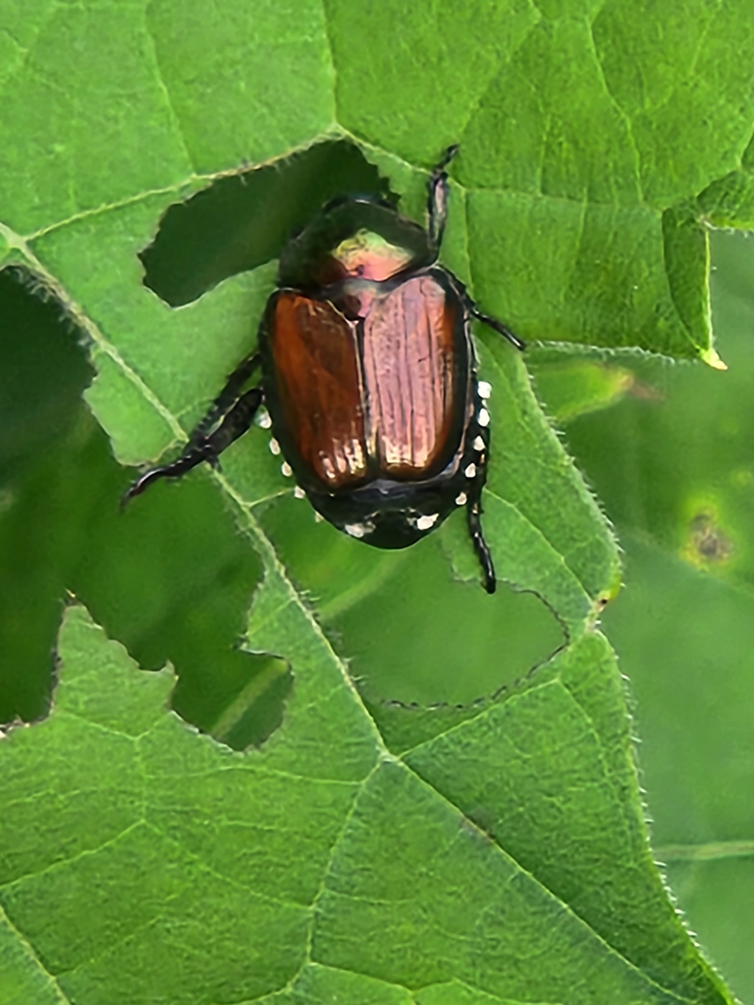 What kind of bug is this and how to get rid of it?