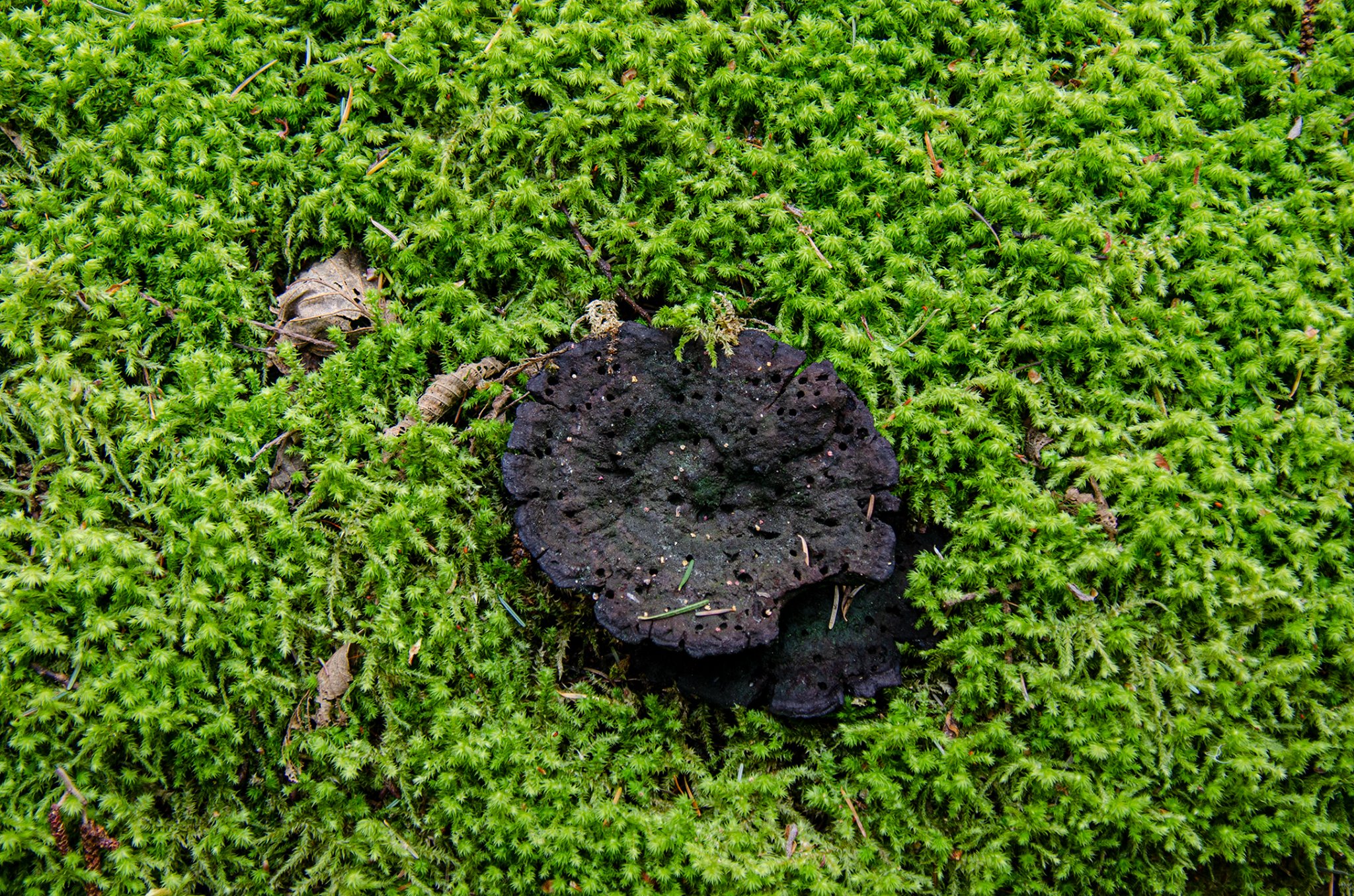 What is this very black, hard mushroom in the Pacific Northwest?