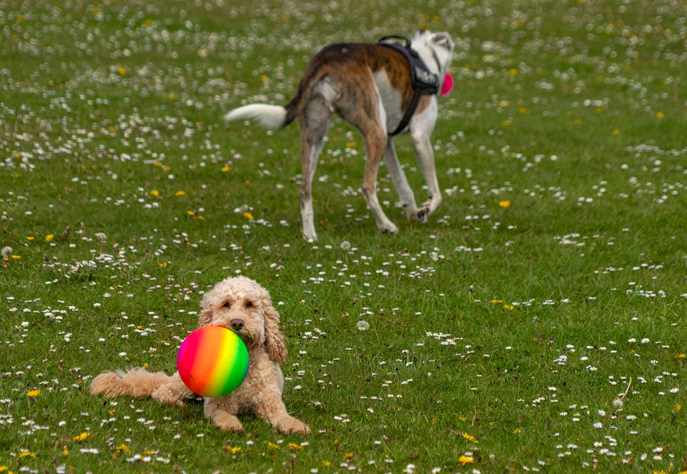 The adventures of Mr Brodie The... - Brodie the Cockapoo | Facebook