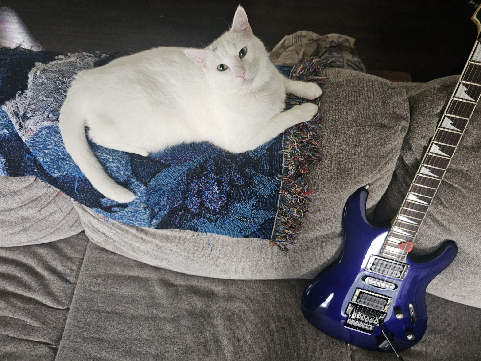 Guitar cat Ibanez S540LTD guitar and pet cat Link