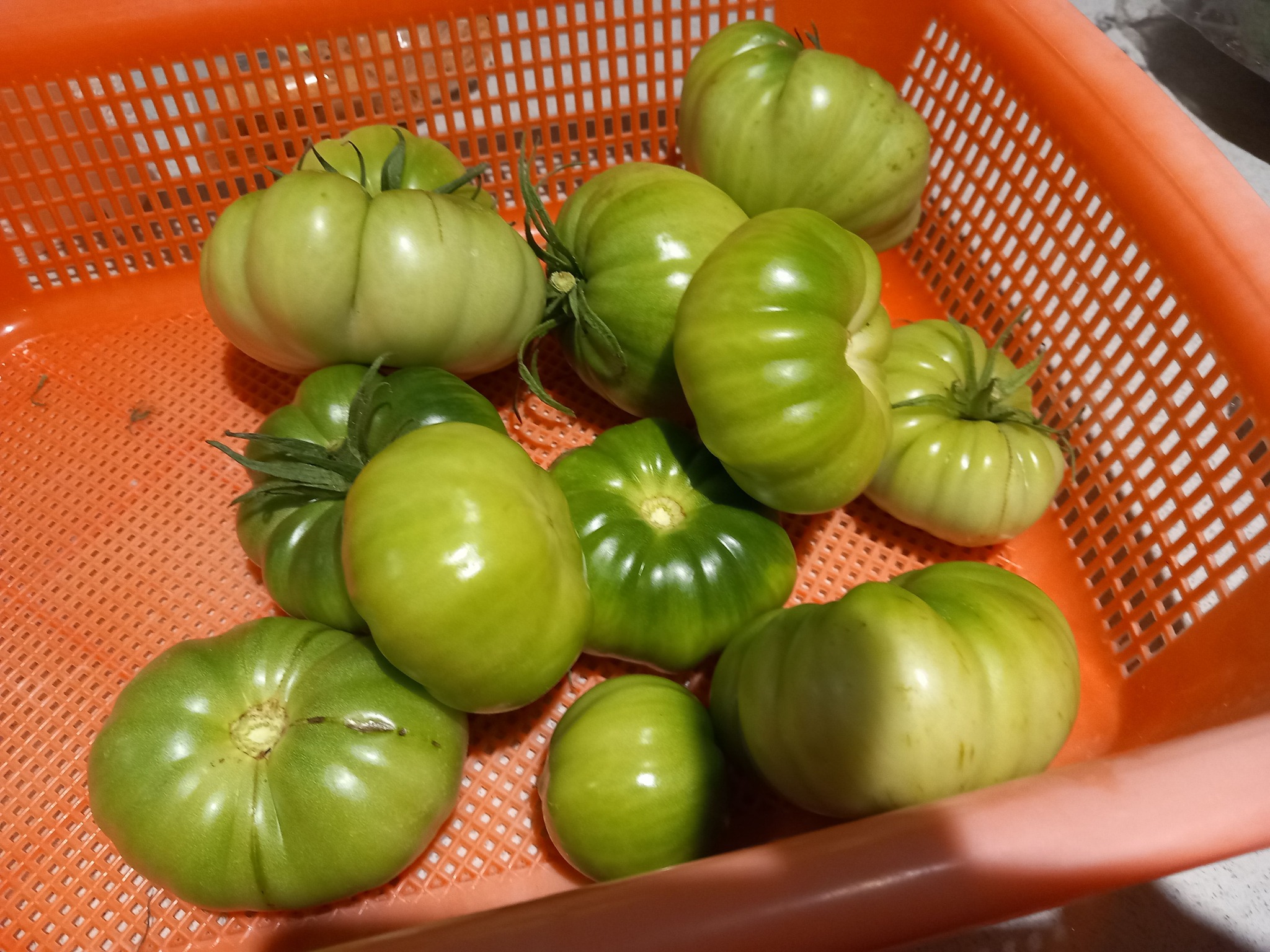 Will green tomatoes turn red?
