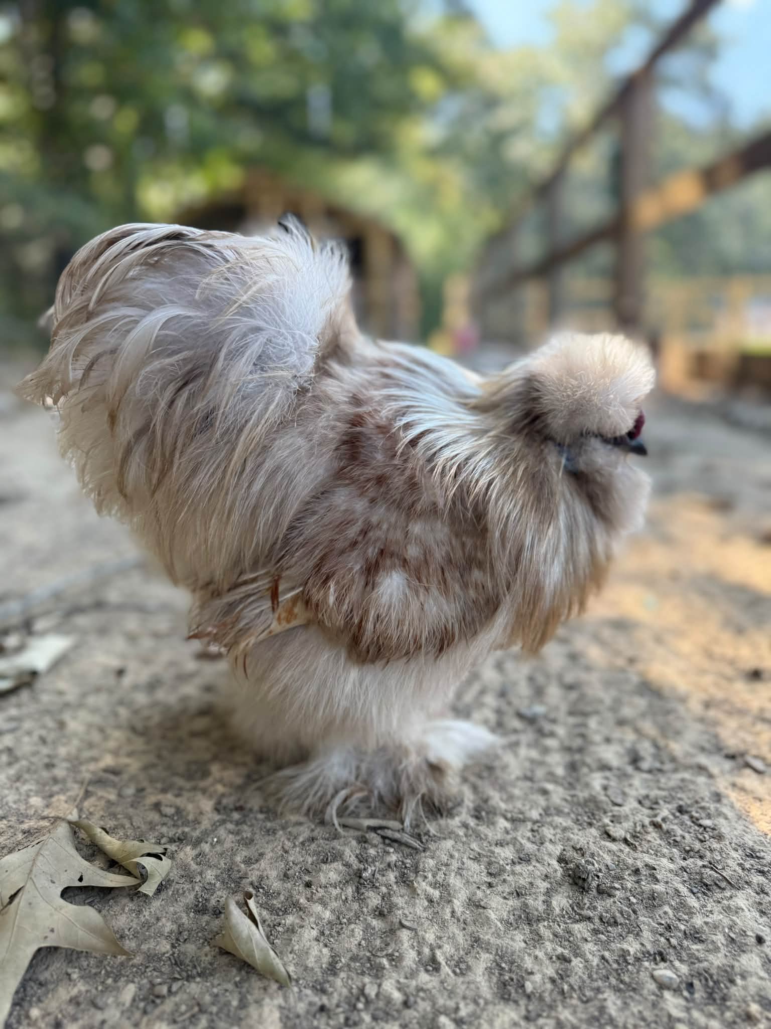 Silkie Chickens | Facebook