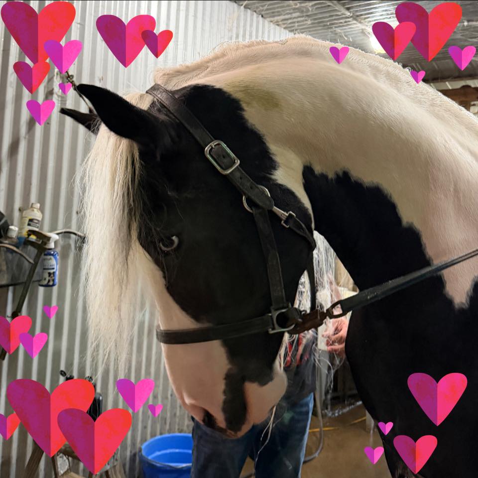 One of #imperiumbp97... - Jennifer Cunningham Jam Friesians | Facebook