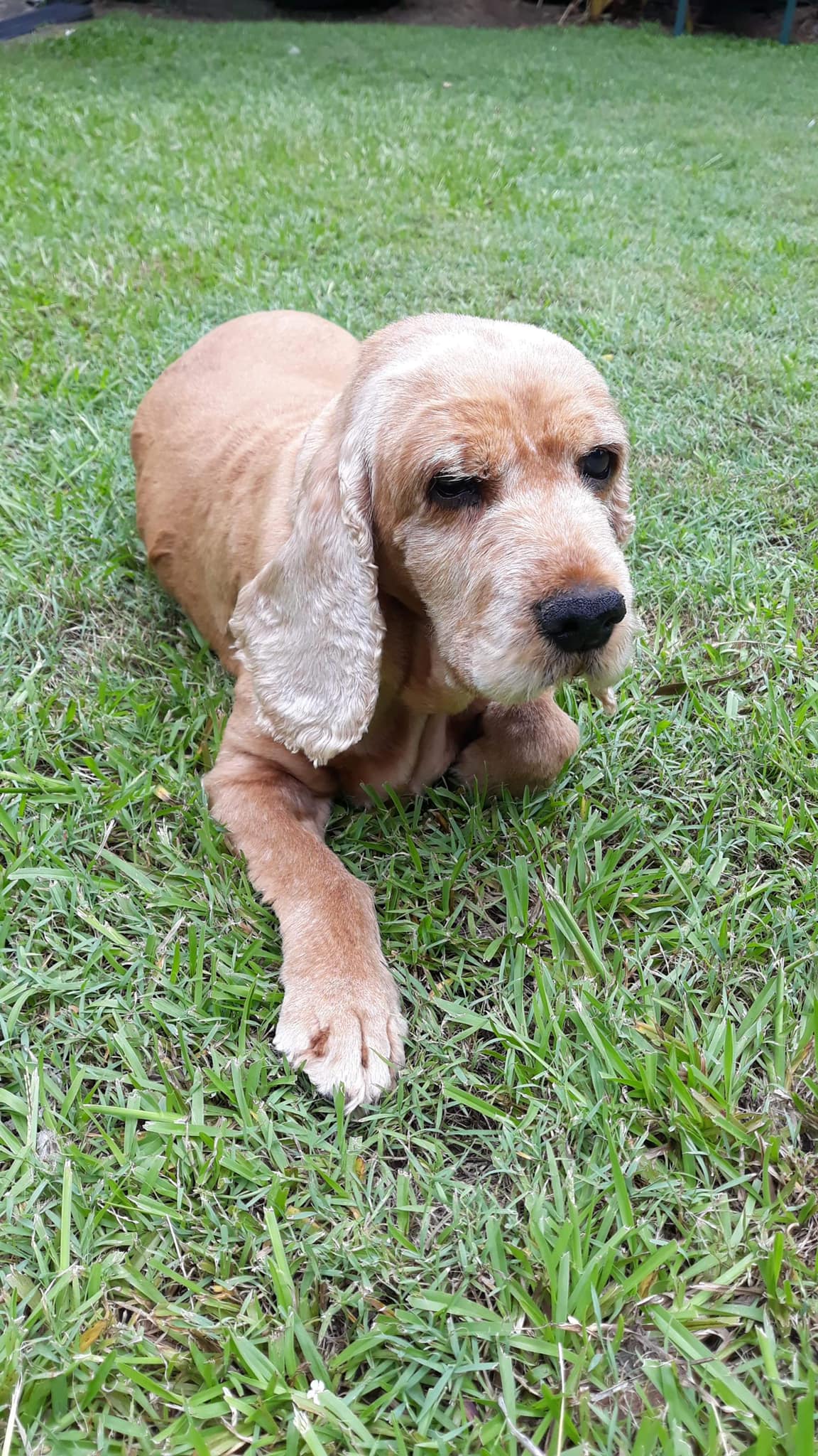 Say hello to Candi. **We... - Cocker Spaniel Rescue QLD inc | Facebook