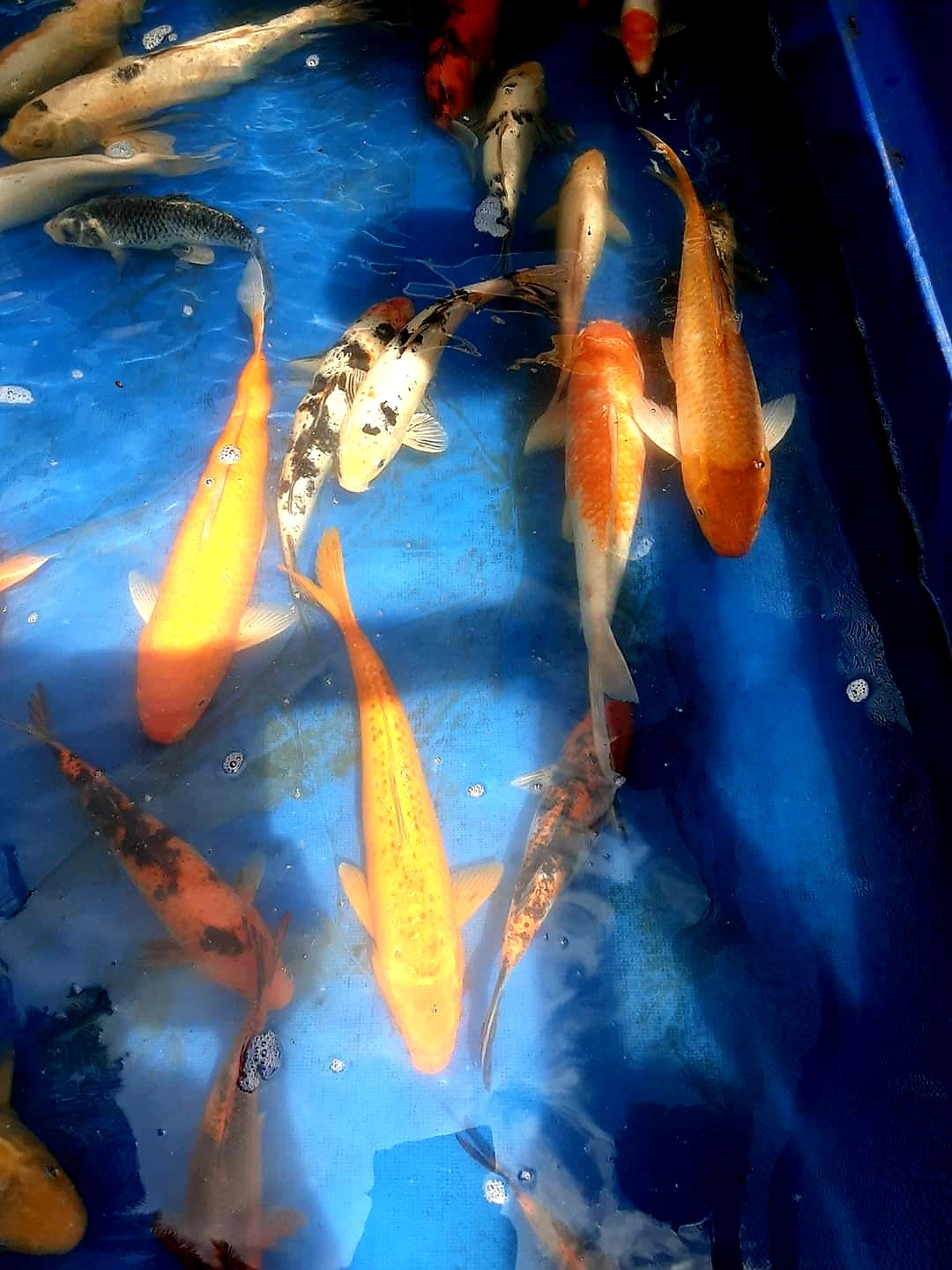 Tokio Marine Koi Fish Farm | Kabasalan