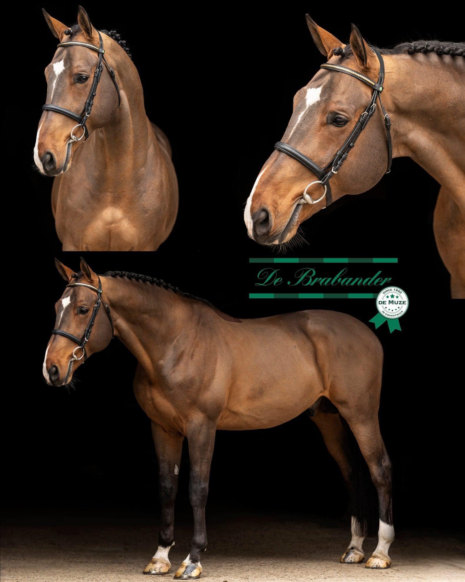 Stallion in the spotlights💡 🐴 Mosito van het Hellehof by Elvis