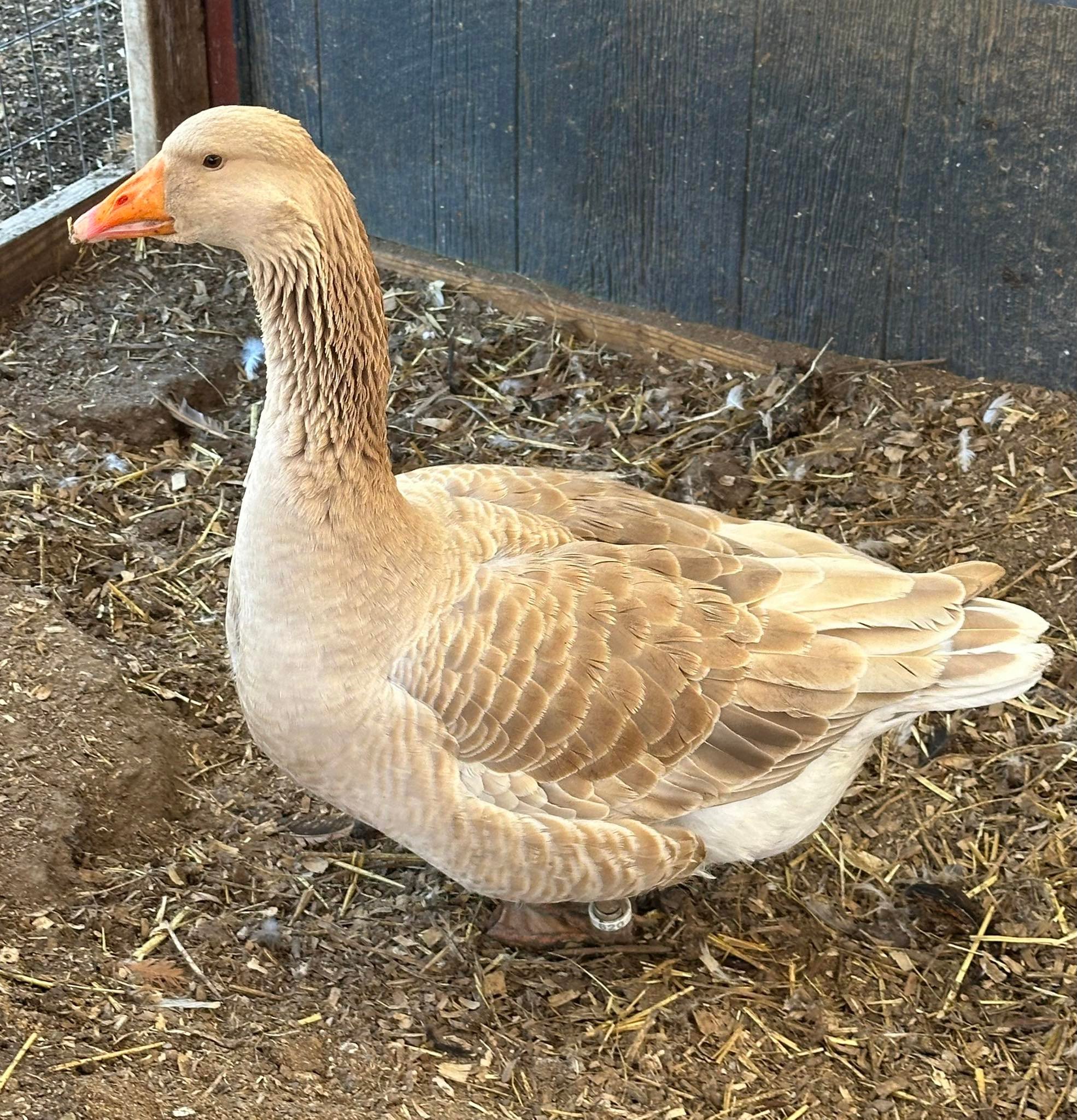 American Buff Goose