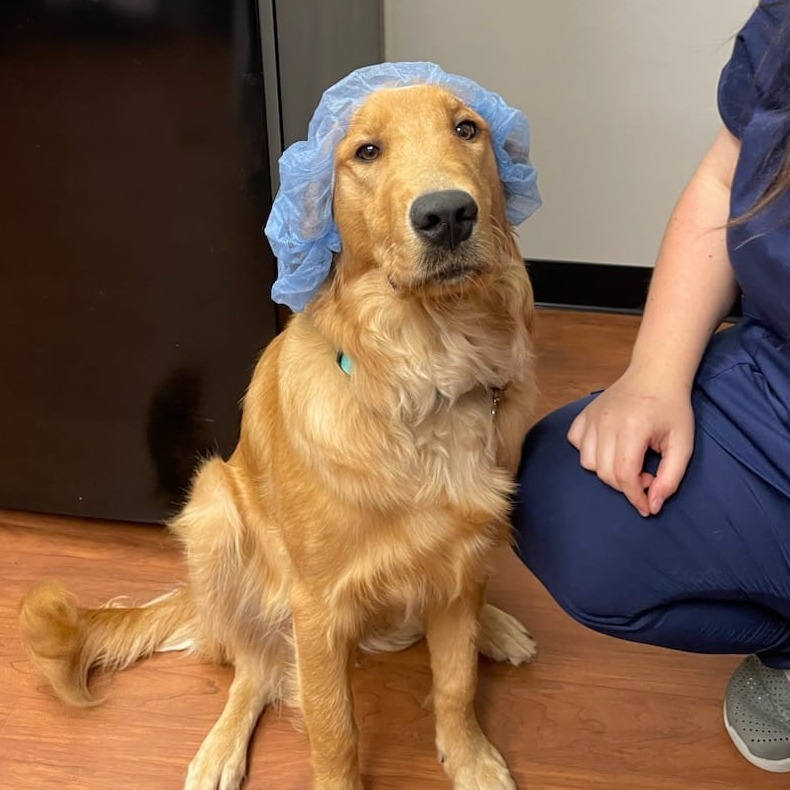 My dog learned how to be a doctor! #dog #goldenretriever #dogsoffacebook