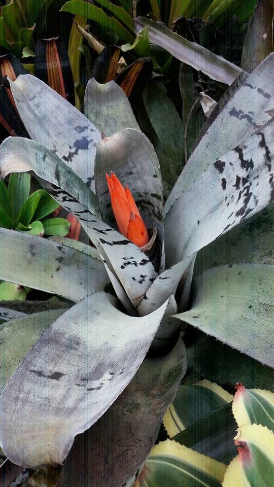 Aechmea . ??? Plant from Black Ice Seeding Select