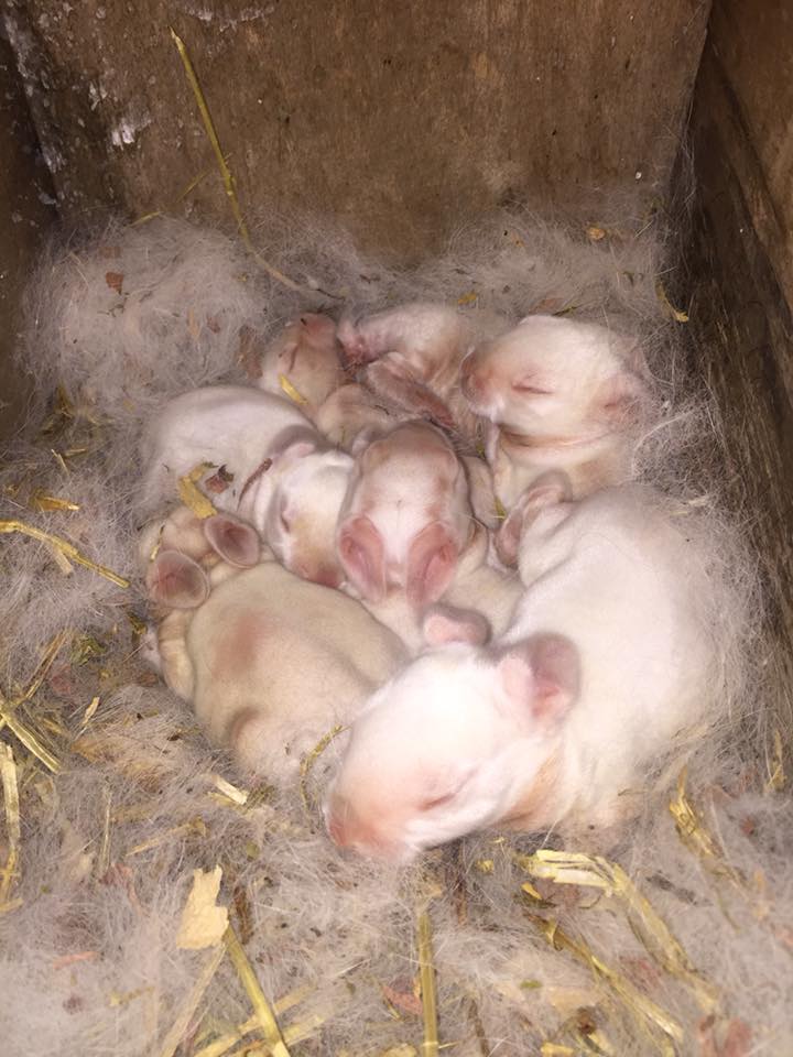 TMA Rabbitry - The Californian Kits are getting hair🐇
