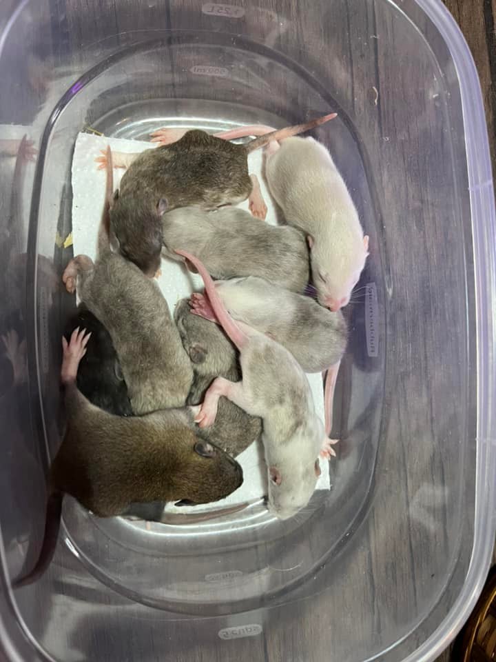 Sandy Ridge Rattery | Aiken SC