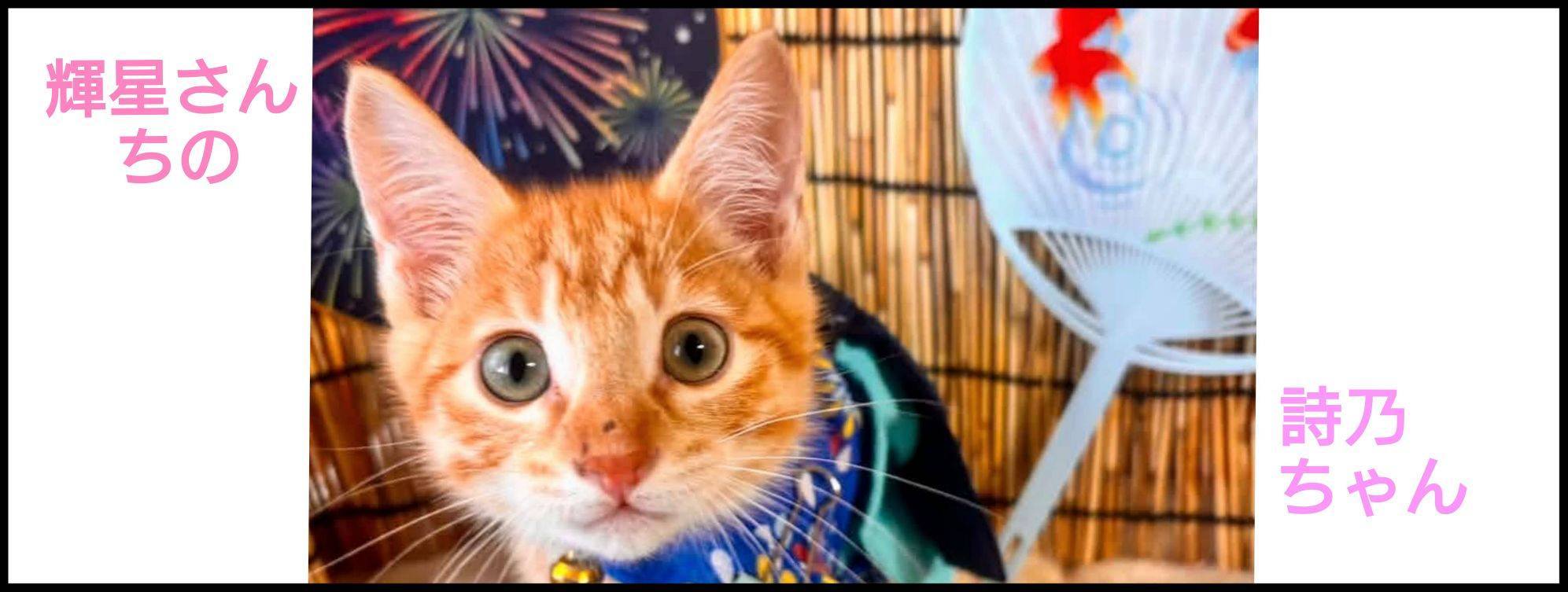 愛犬愛猫大好きページ✨7月11日まで♥️ 猫大好き(犬もね) | Facebook