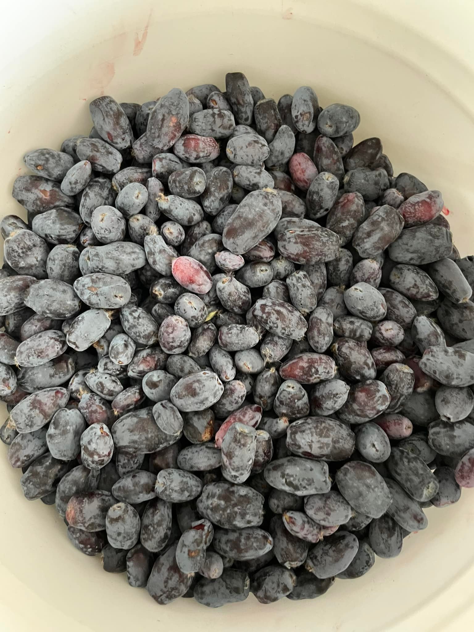 Rhodes' Raspberries and Black Currants | Saskatoon SK