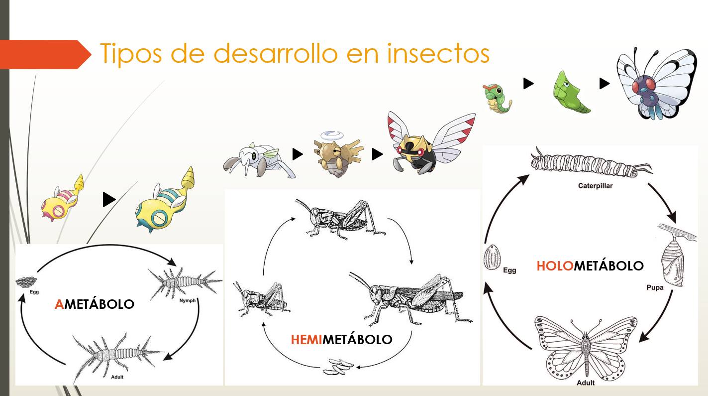 Tipos de desarrollo en insectos.... - Roberto Díaz Sibaja | Facebook