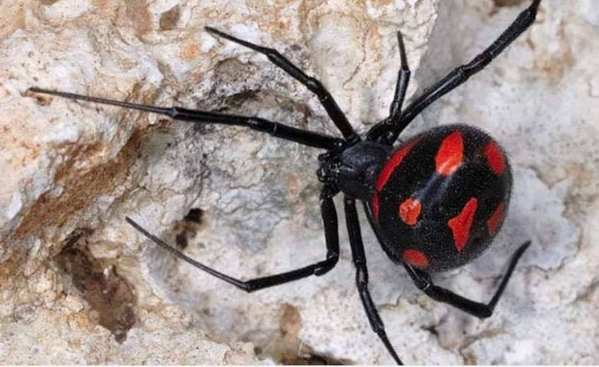 veuves-noires-la-veuve-noire-latrodectus-spp-est-une-araign-e