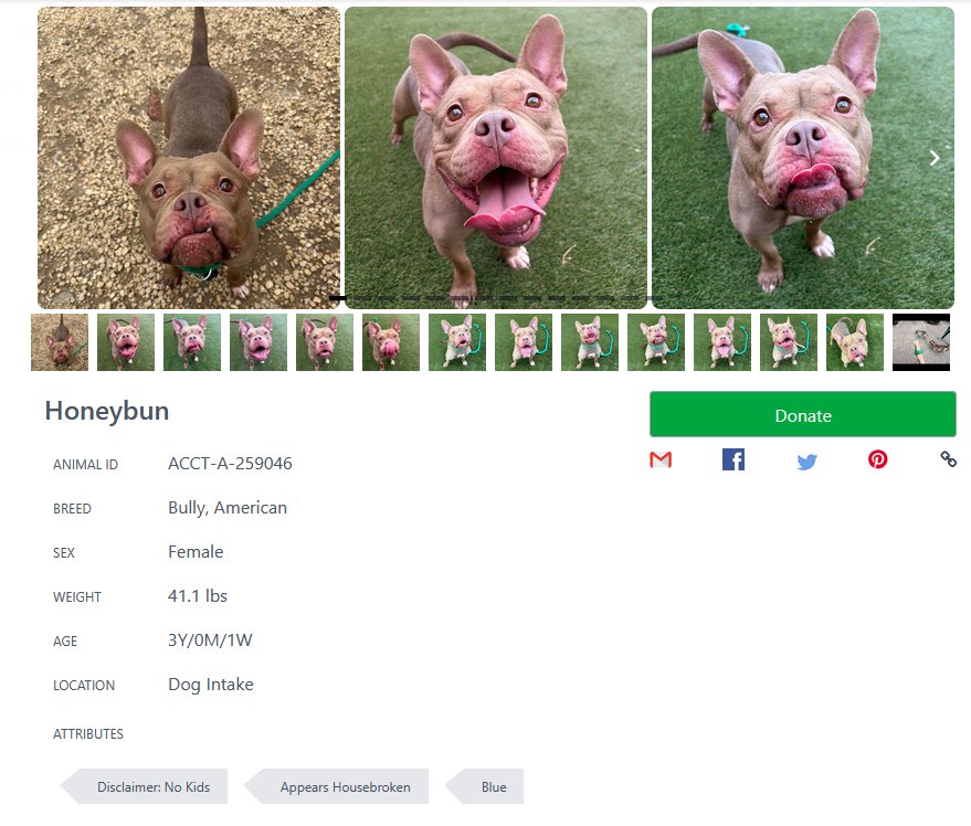 American Bully for rescue or fostering in Philadelphia, PA