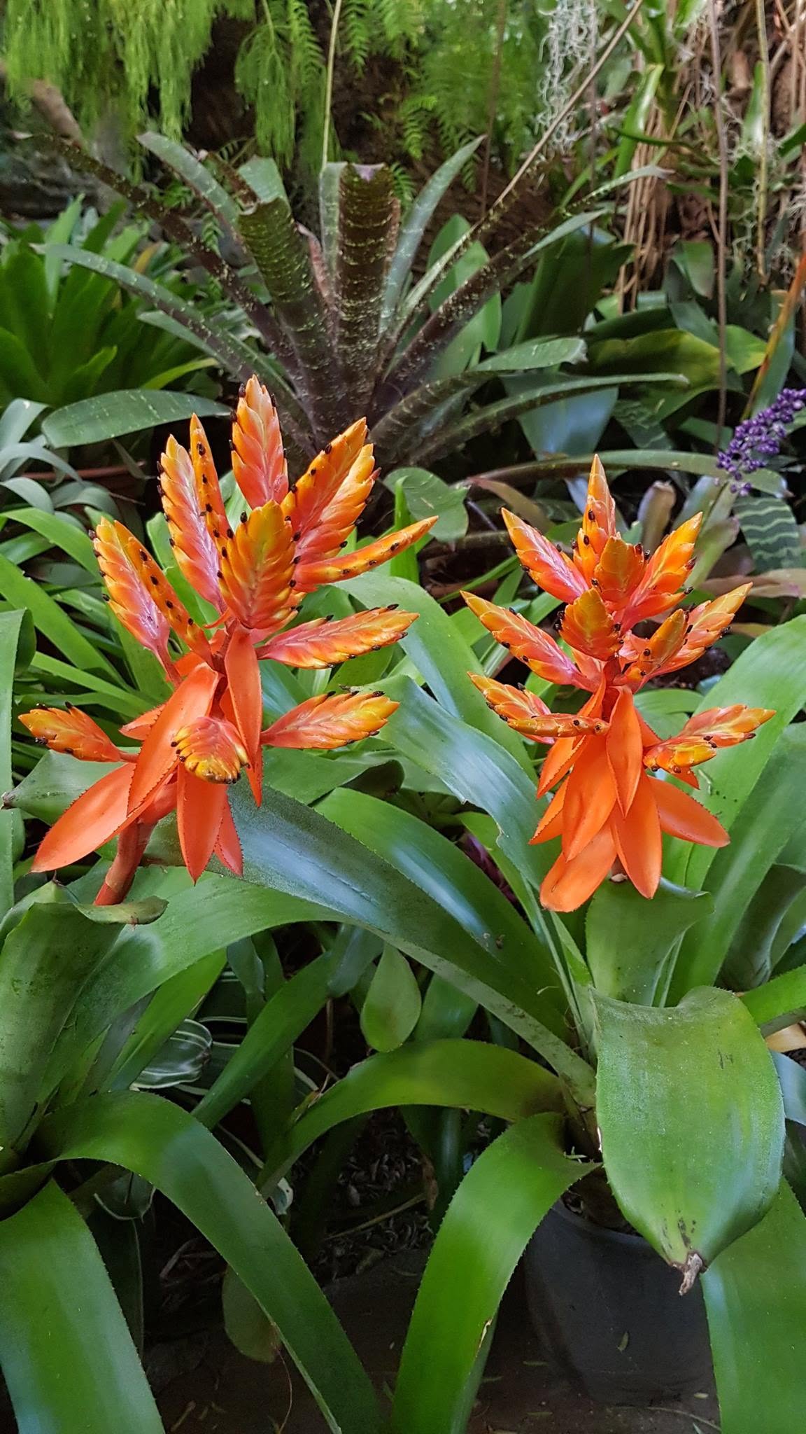 Aechmea 'Black ice 🧊'