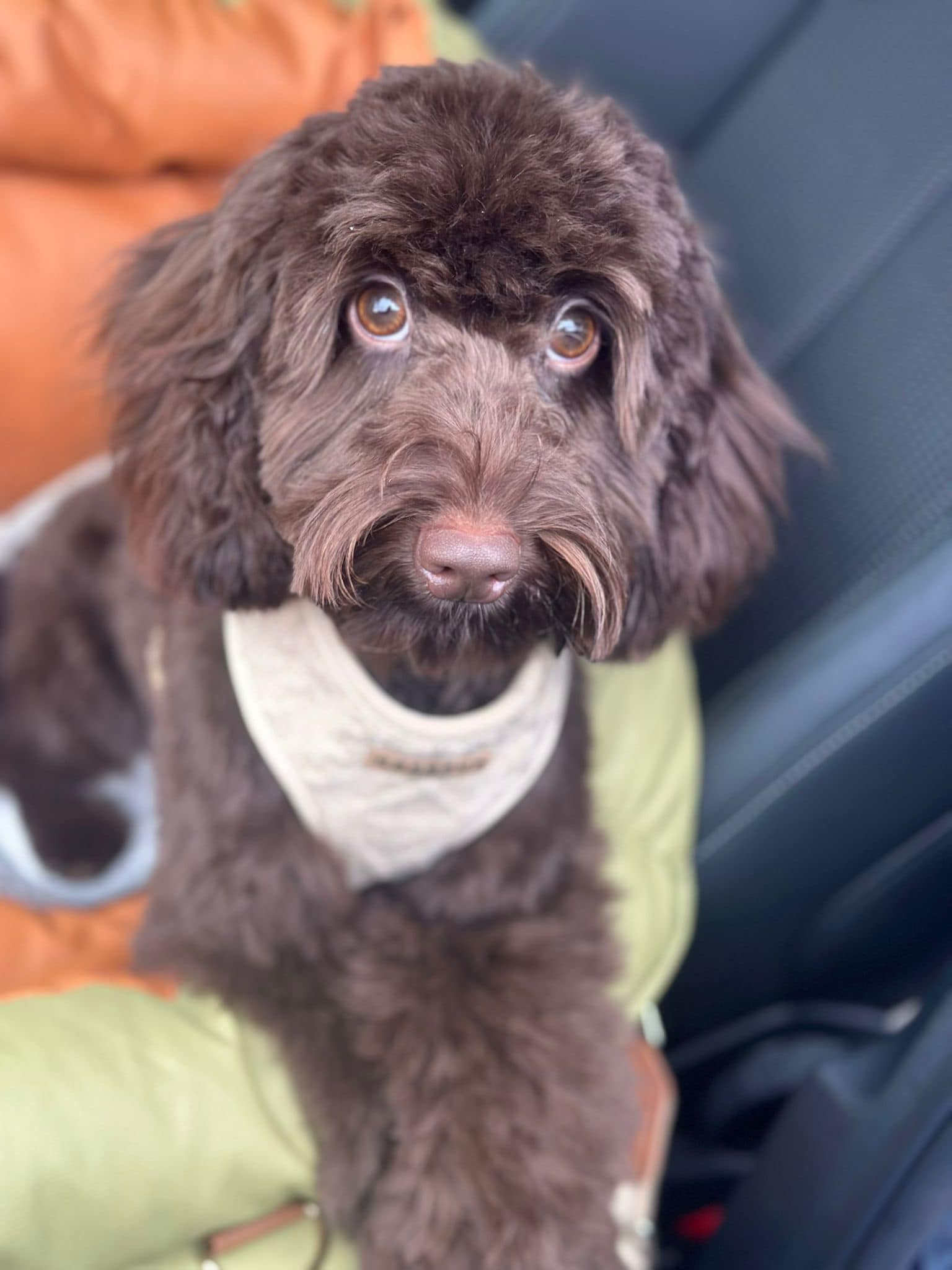 Cockapoo Owners | Hi looking for advice | Facebook