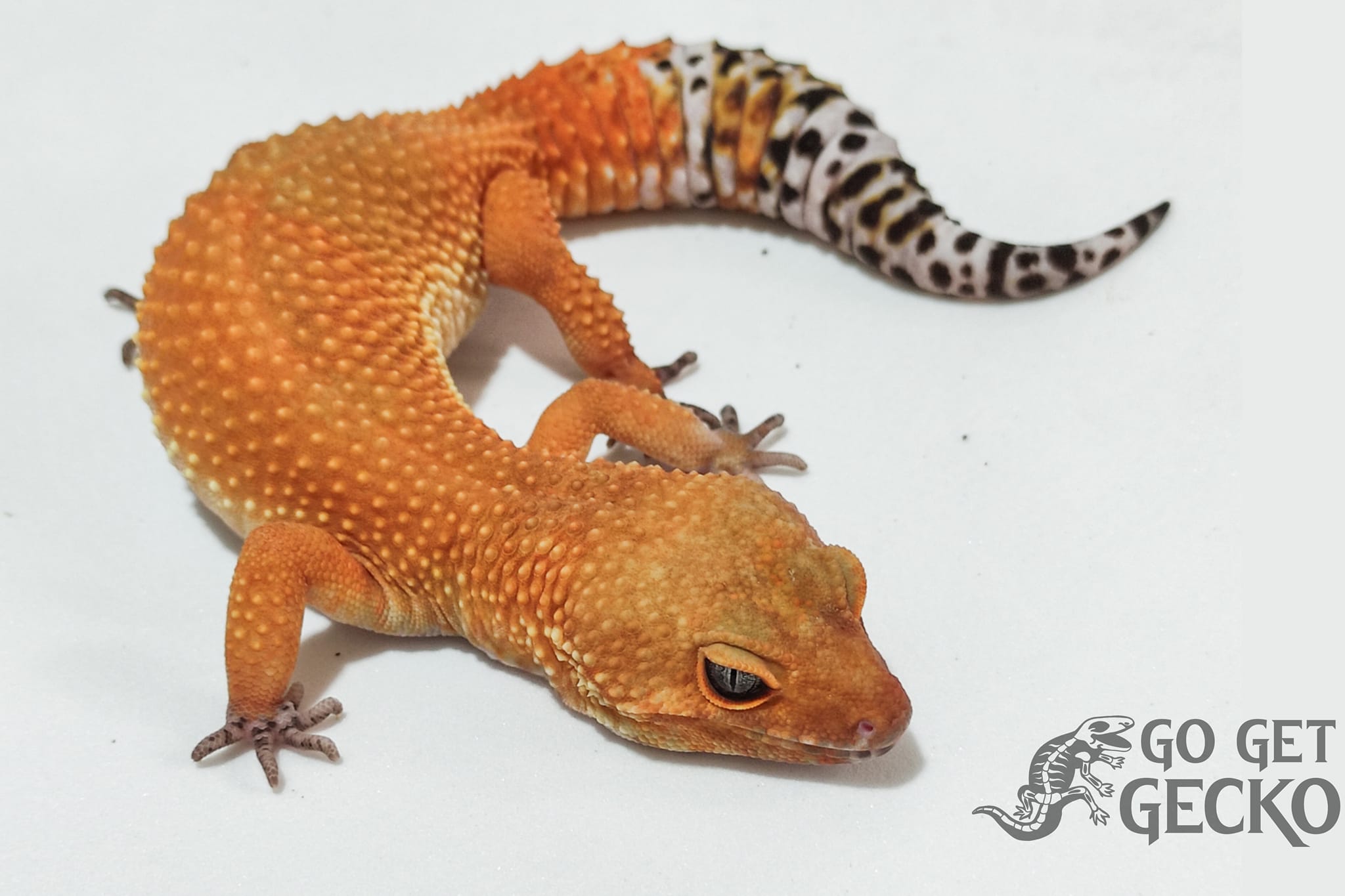 Go Get Gecko | Quezon City