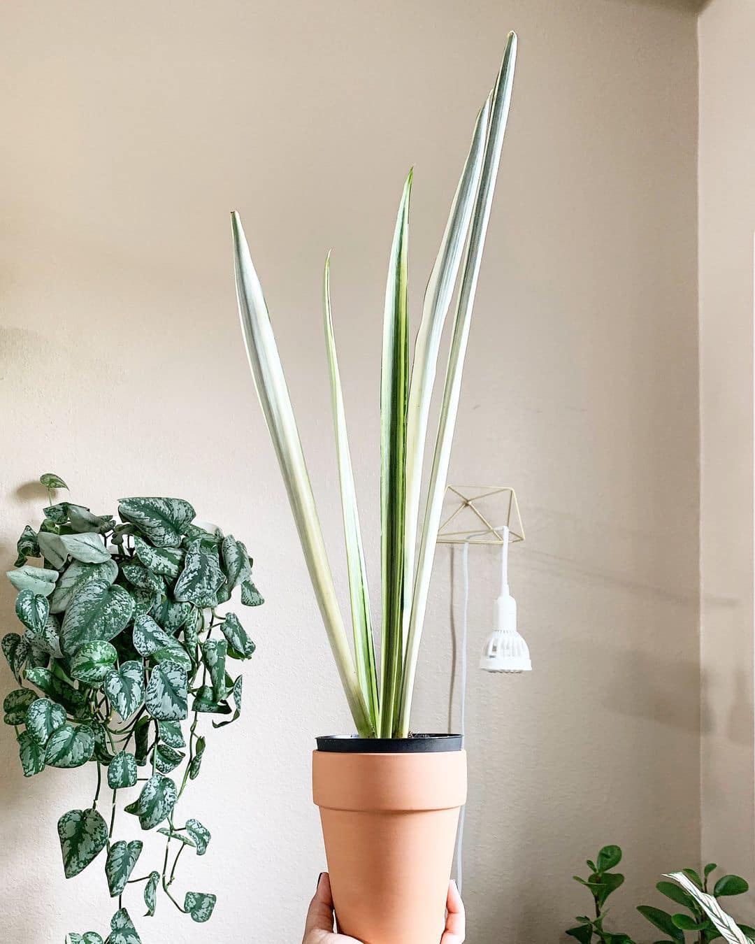 Sansevieria mafinga 'km.10 white variegated'