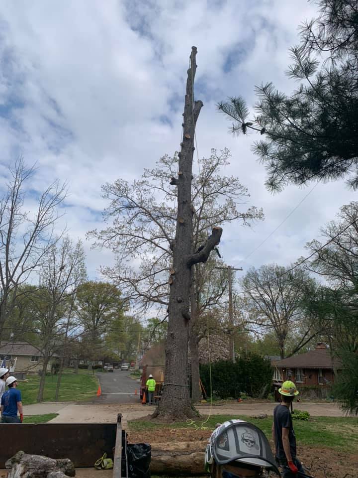 Andy's Tree Service
