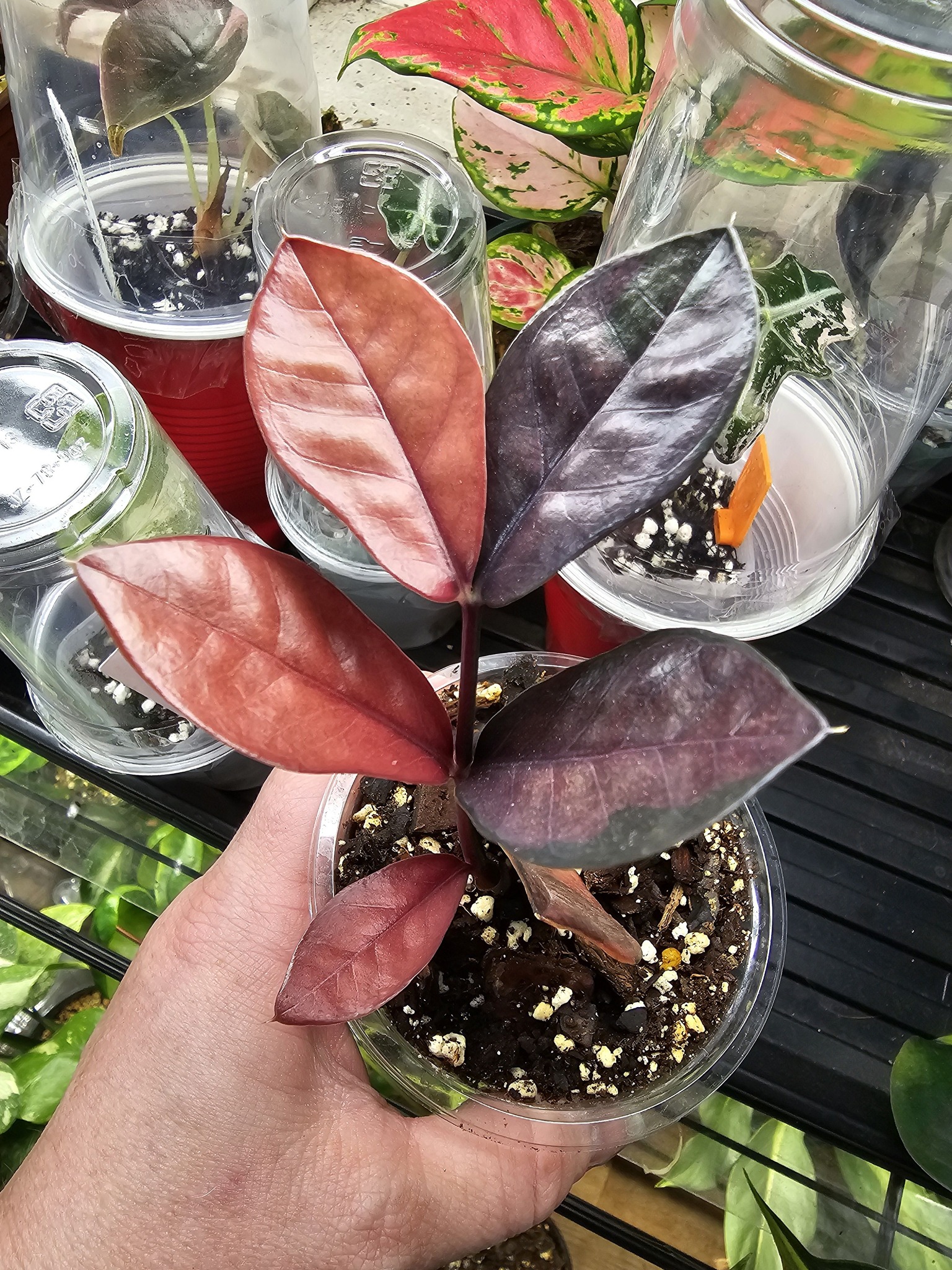 Introduction to zz pink raven variegated collection