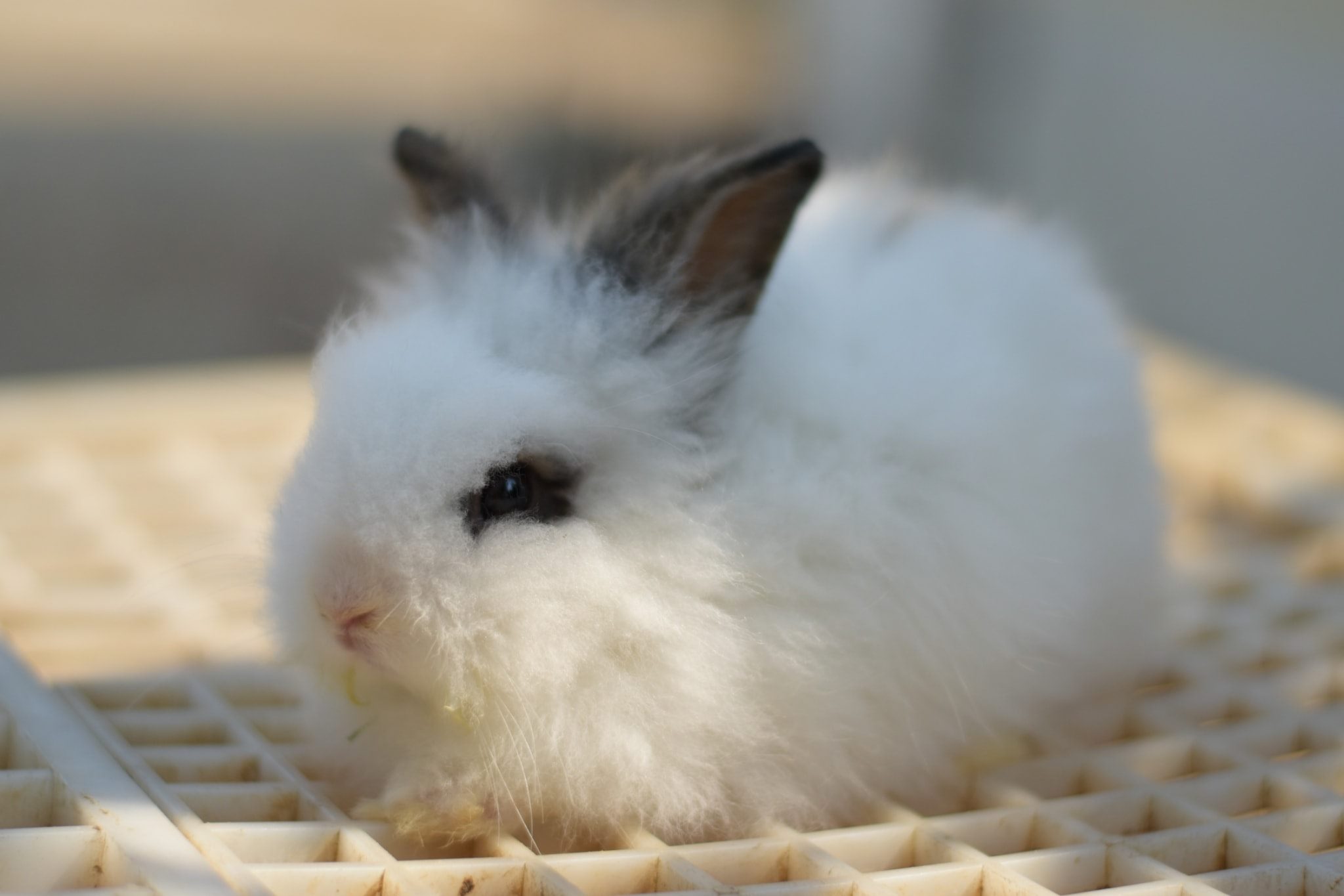 JB Rabbit ฟารม์กระต่ายเชียงใหม่ | Chiang Mai
