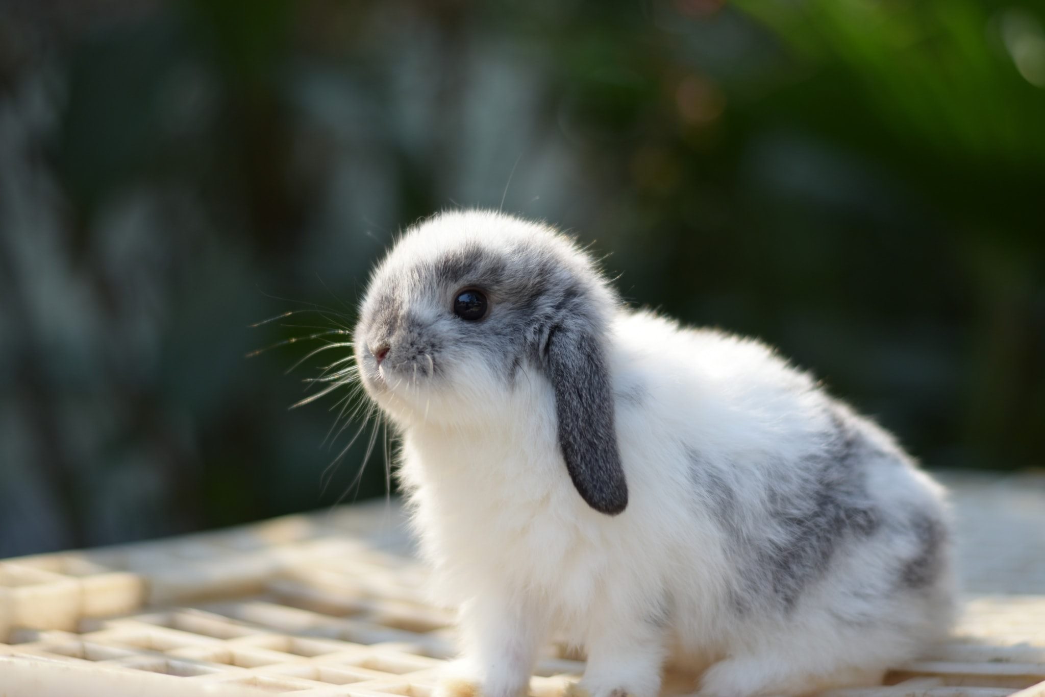 JB Rabbit ฟารม์กระต่ายเชียงใหม่ | Chiang Mai