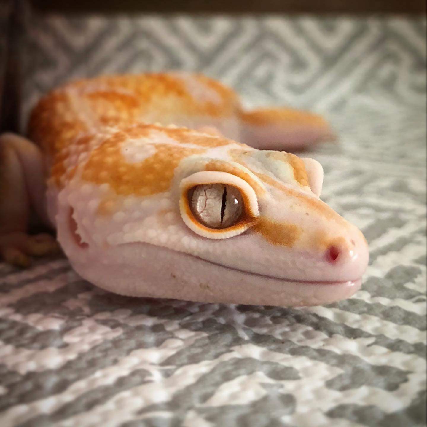 Legendary Fire Gecko