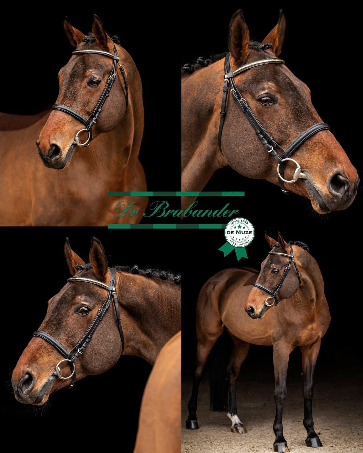 Stallion of the week😍 🐴 Kasanova de la Pomme by Bamako de Muze