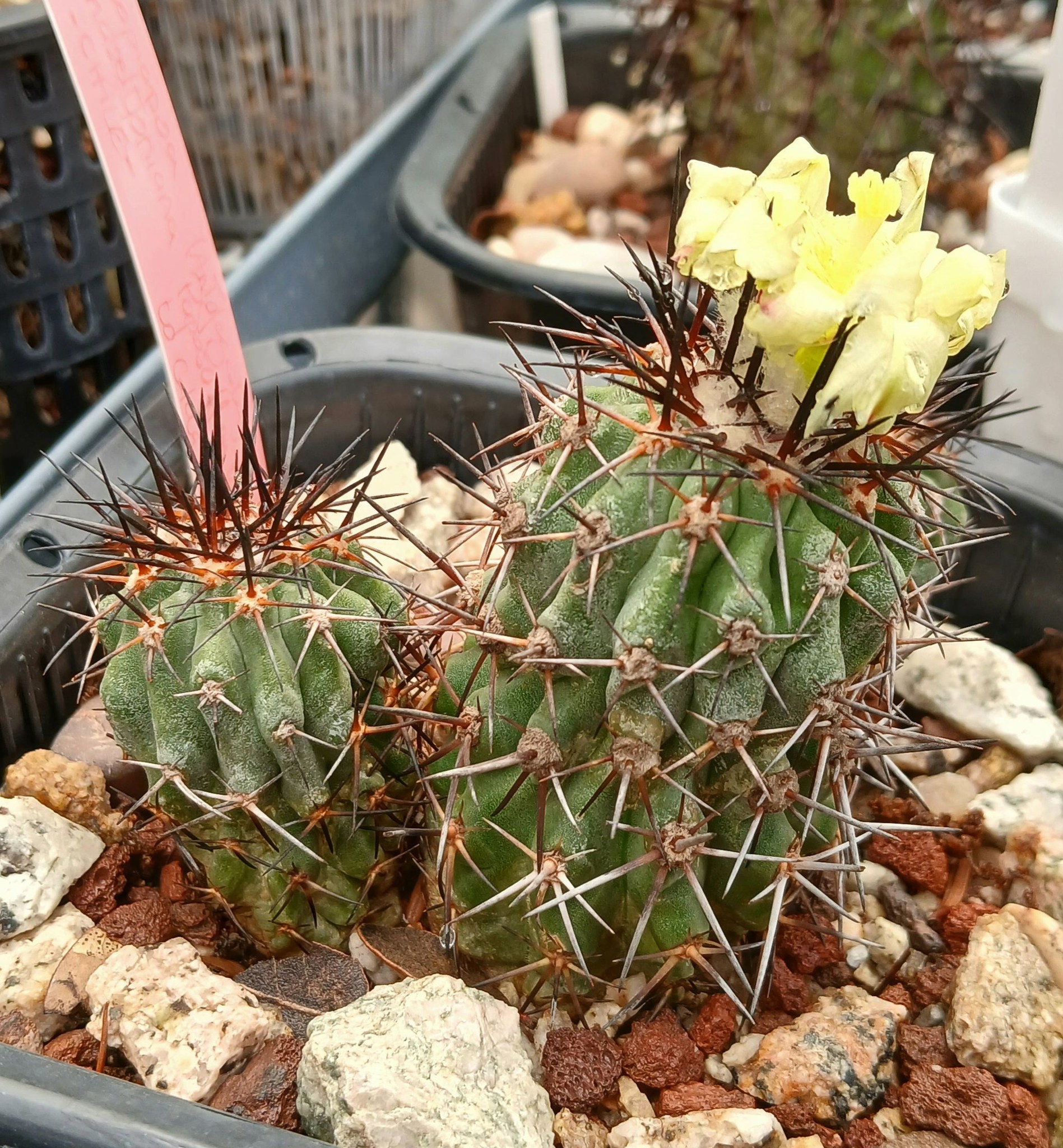 Copiapoa bridgesii in bloom with preserved pollen