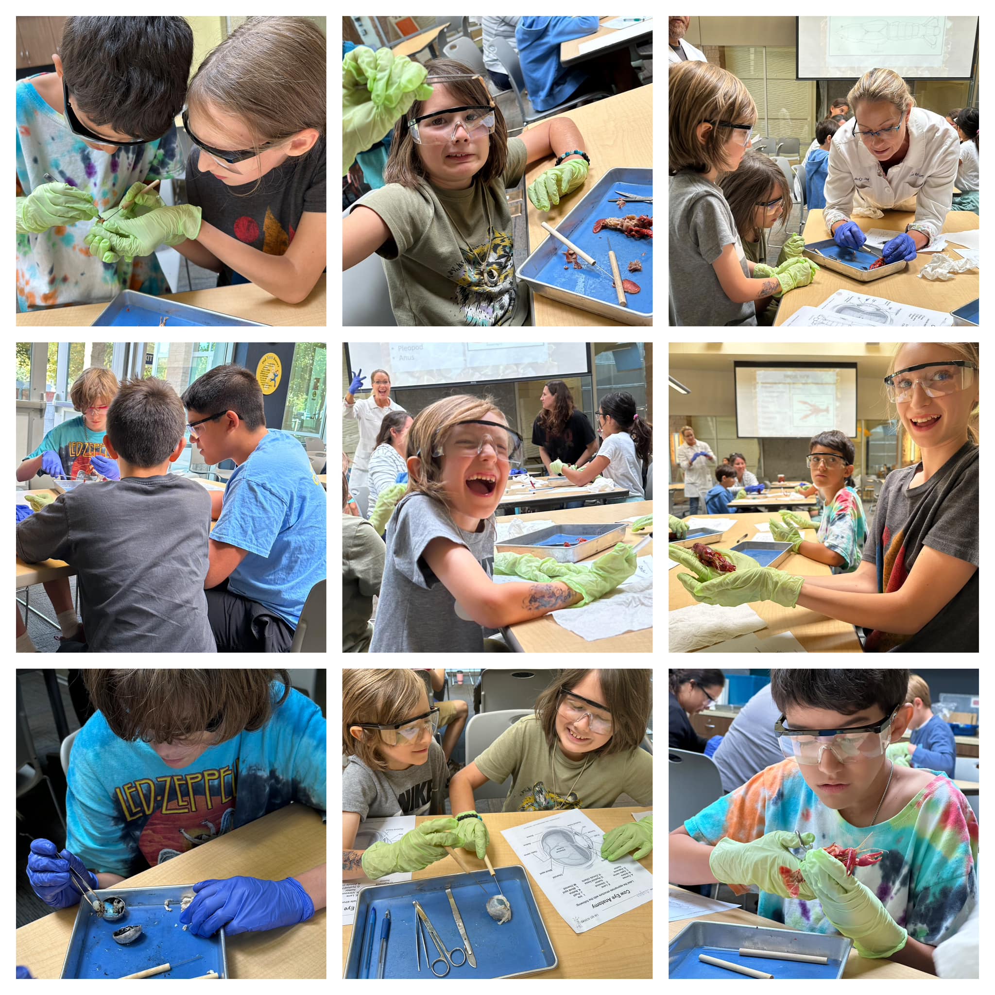 🔬 👨‍🔬👩‍🔬 Our Dissection... - Wild Explorers Field Trips