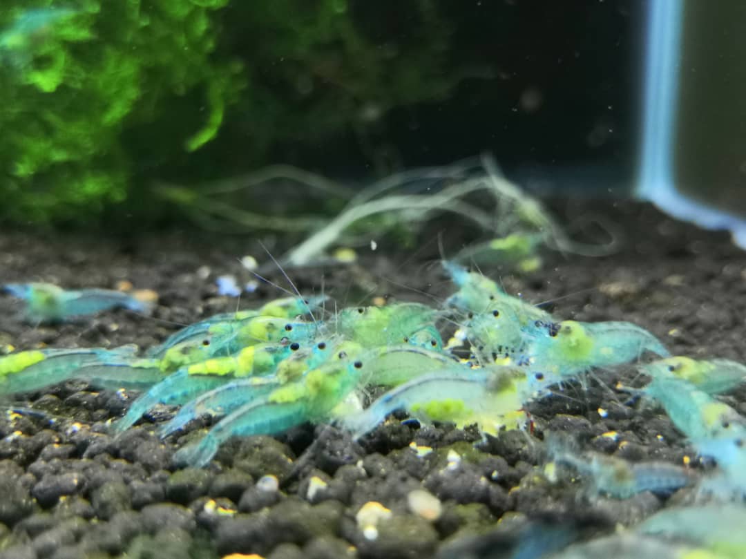 Blue Jelly - Freshwater Neocaridina Aquarium Shrimp. Live Guarantee