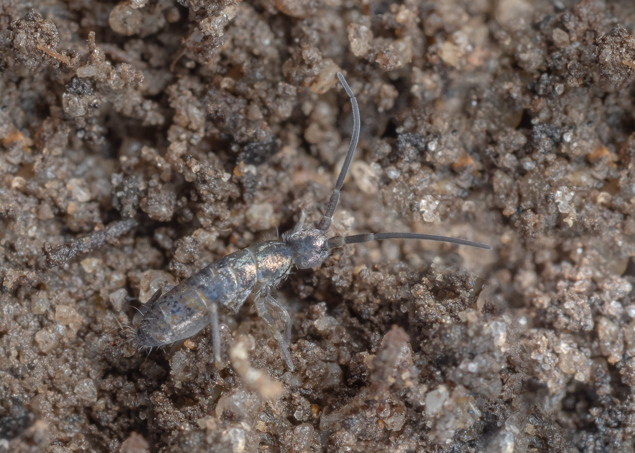 Are these two Bolbocerastes beetles different species? | McNeal, AZ