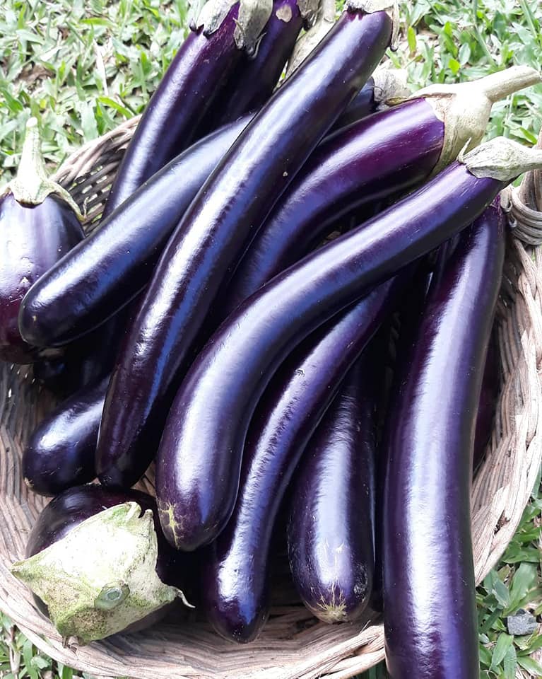 Panahon na naman ng talong! 🍆... - Sweet Spring Country Farm | Facebook