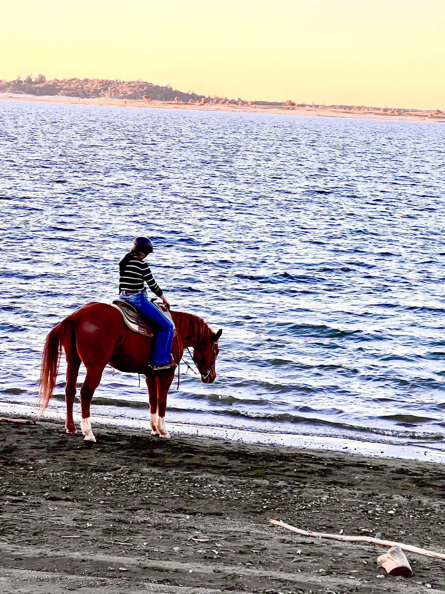 Topline Performance Riding School | Rescue CA