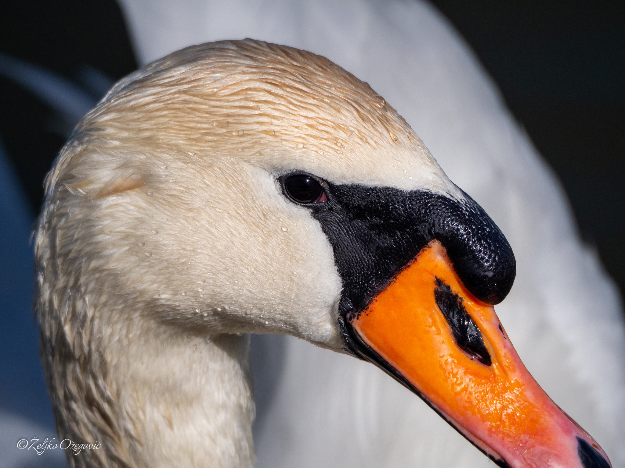 Experiences with the Olympus M.75-300mm f4.8-6.7 II lens?