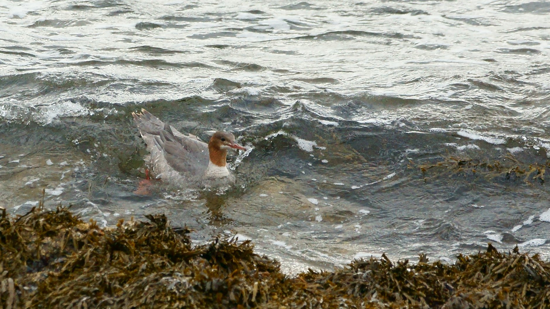 Live Wild Scotland - Adventures in Wildlife