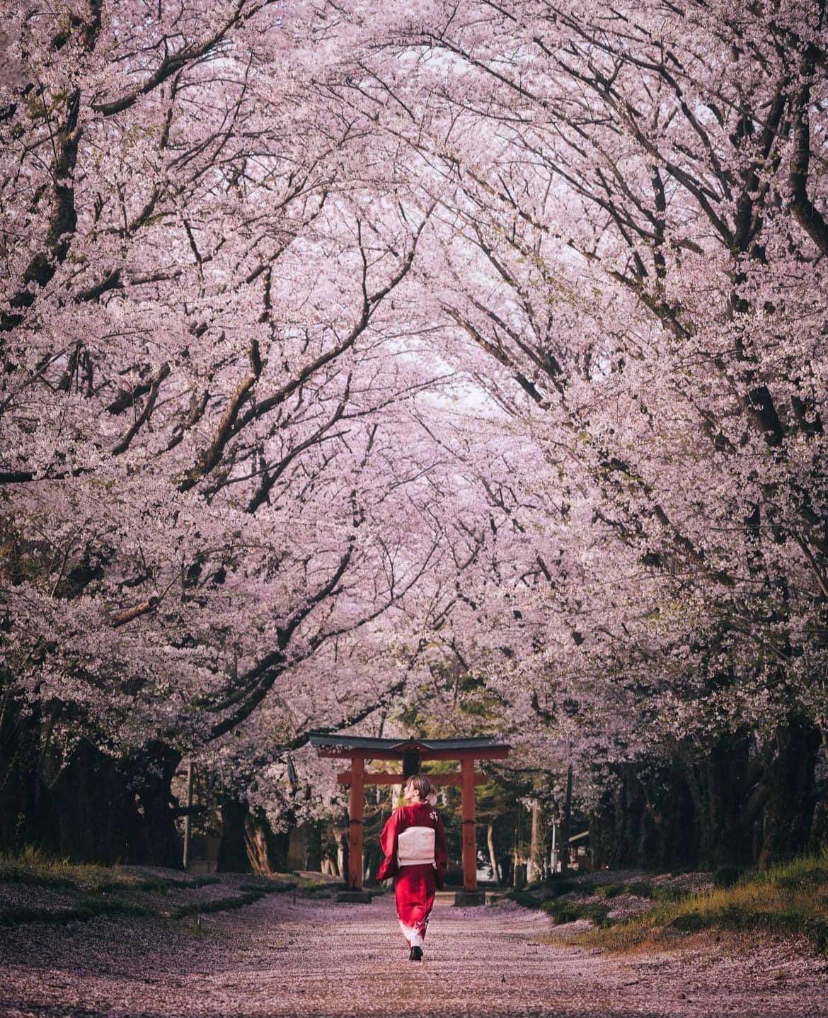 Photography - 🌸⛩️👘 Cherry Blossom season has arrived In Japan ..it’s ...