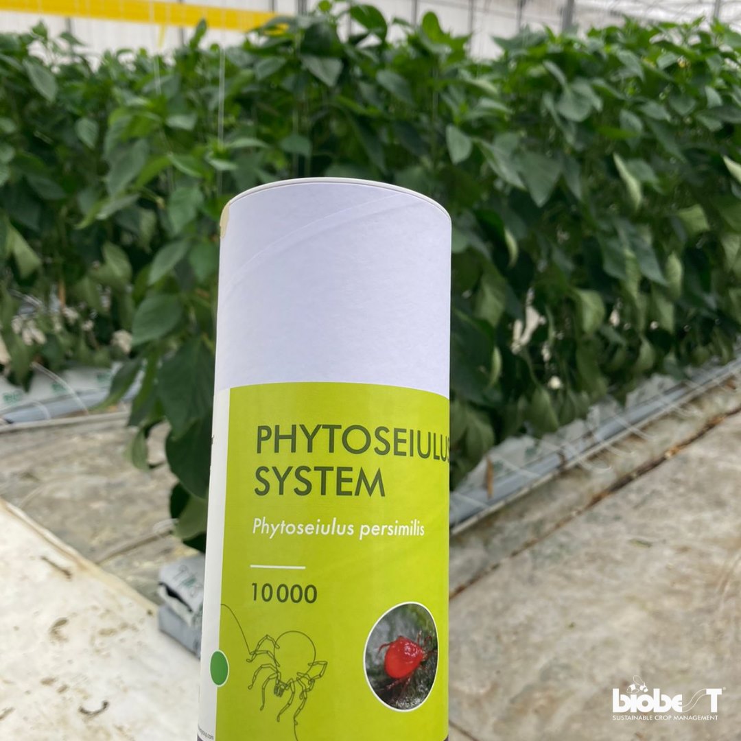 Biobest México - Phytoseiulus persimilis ayuda en el... | Facebook