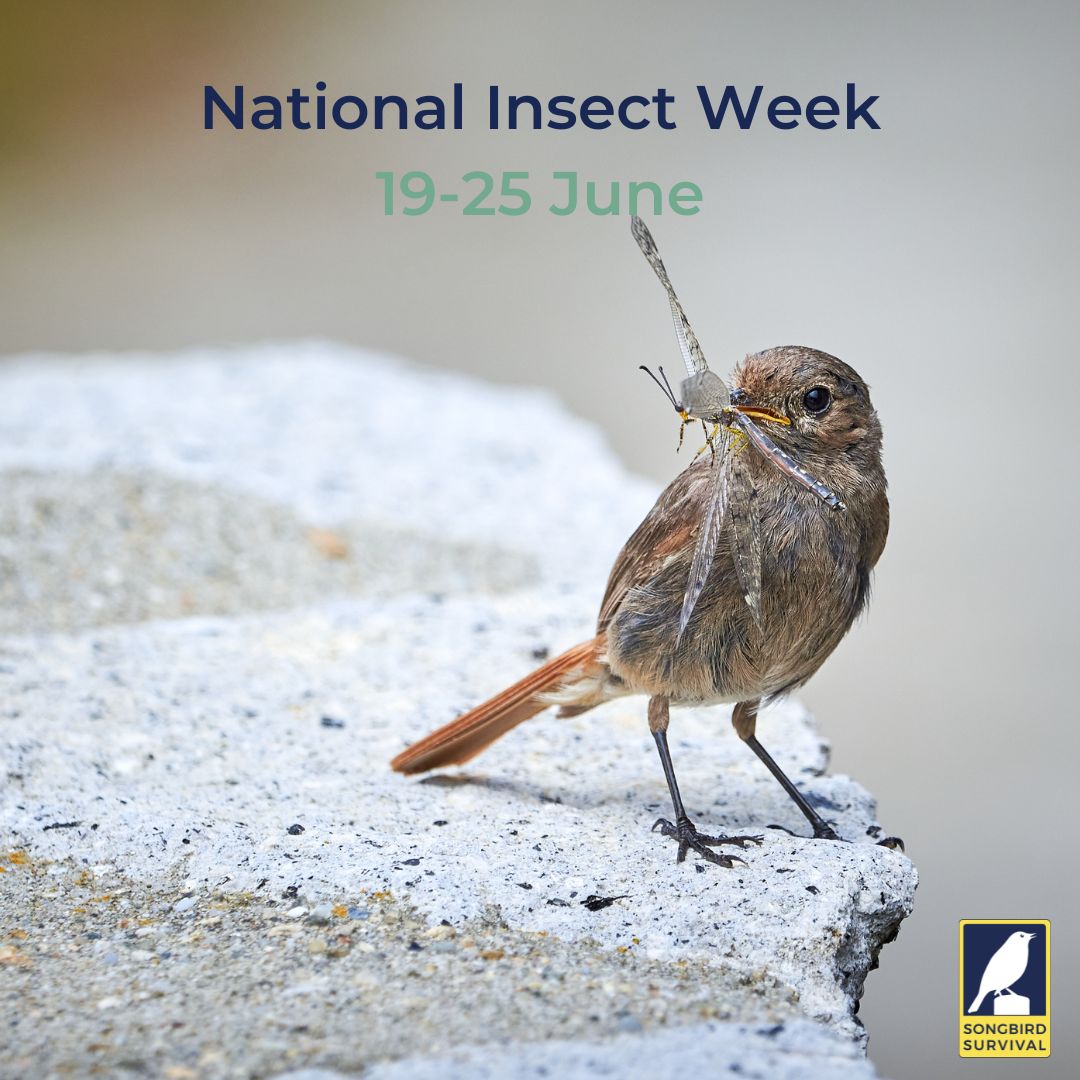 🐞🦋🪲 It’s #NationalInsectWeek! Insects... - SongBird Survival | Facebook