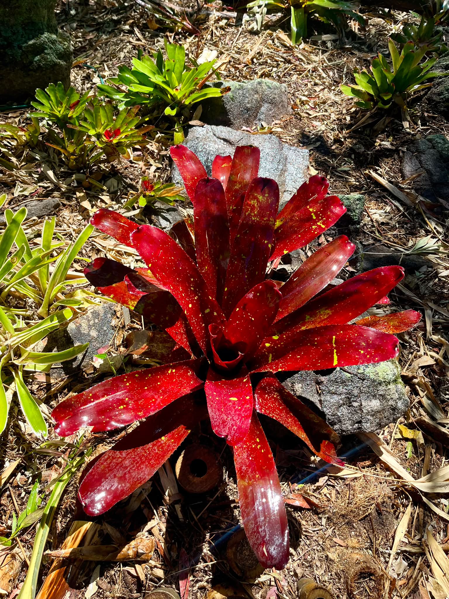 Alcantarea 'Yellow Star'
