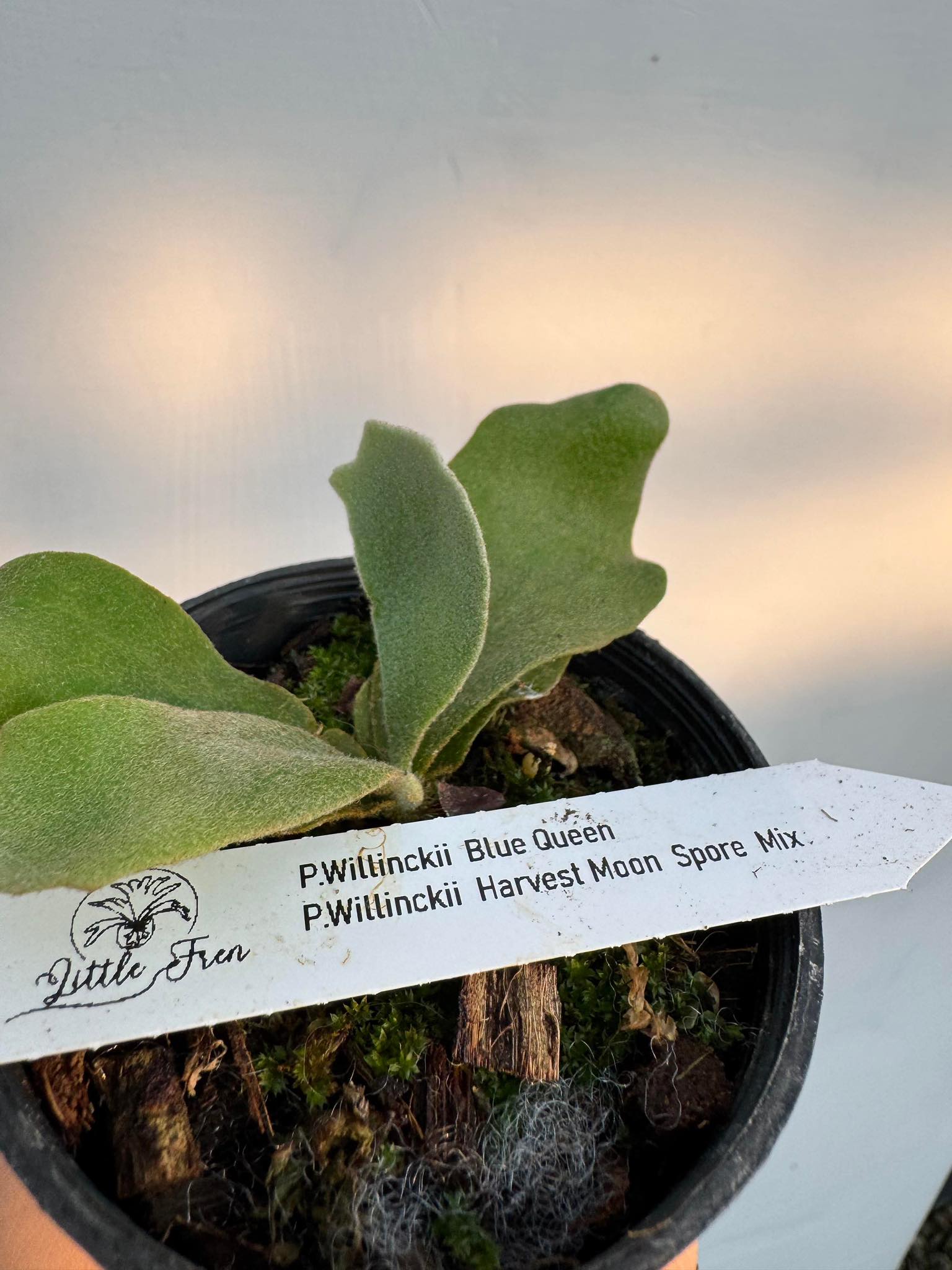 藍皇后原廠園自播株🌿🔥 夢幻混血來襲！Willinckii Blue Queen