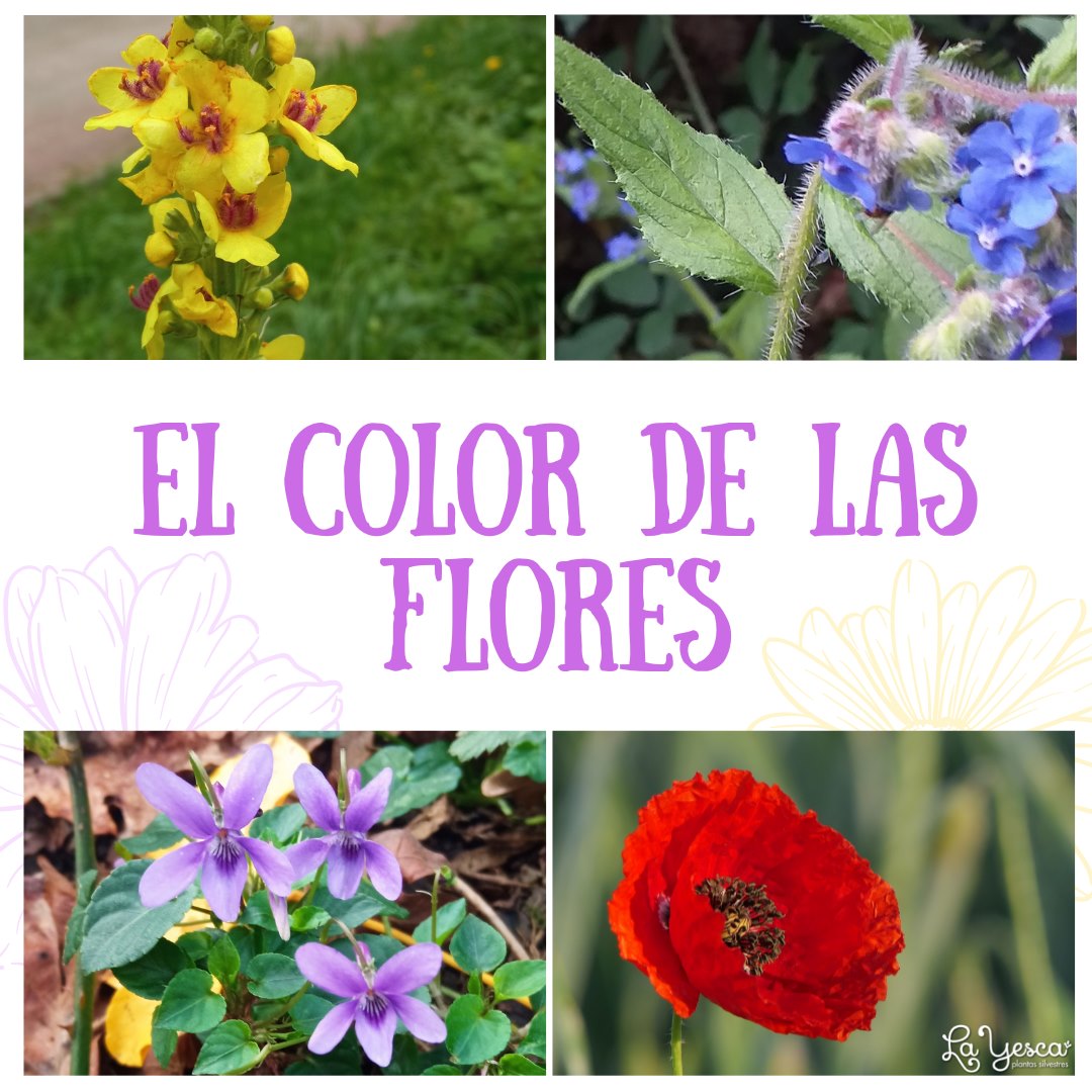 🌺 EL COLOR DE LAS FLORES 🌸 🌼 ¿Te has... - La Yesca Silvestre