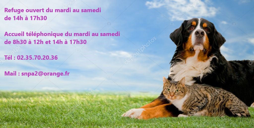 Refuge Animal Augeron, association de protection animale Lisieux/Pays ...