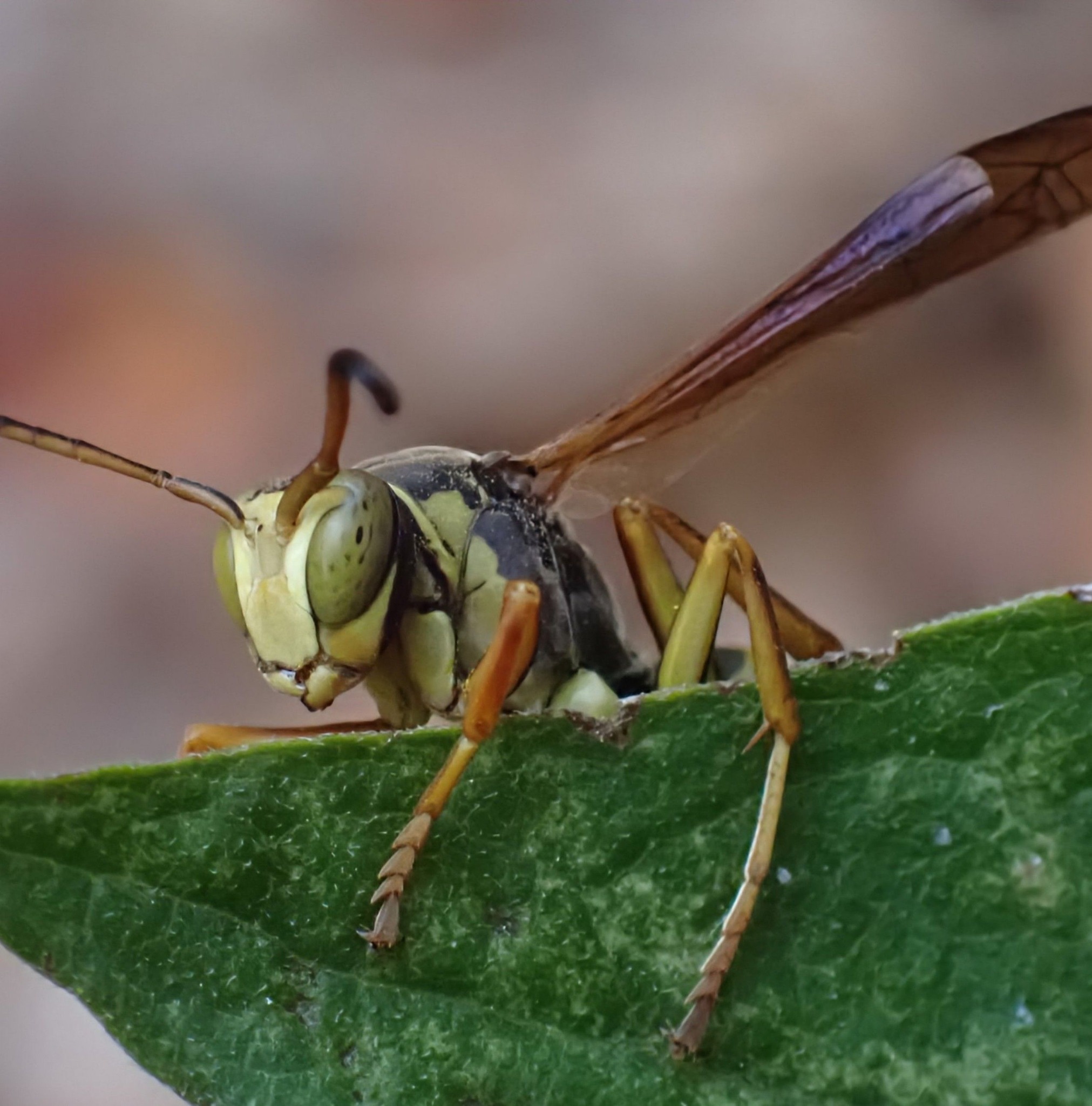 Maine Insects | Found another wooly aphid getting ready to fly away ...