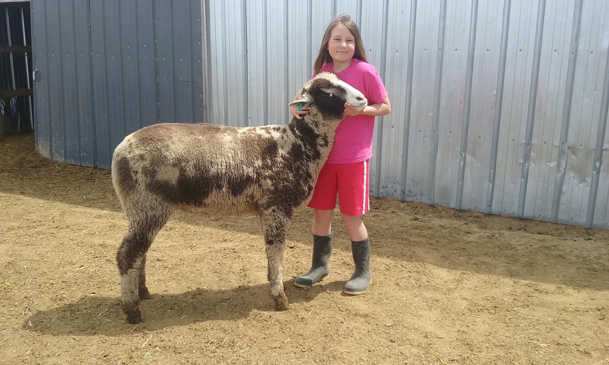 Ketterling Family Sheep - Weighing yearling ewes today and deworming ...