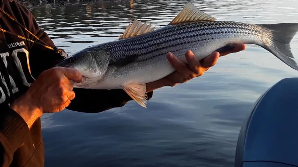 BAR RAYÉ SAGUENAY | Un petit bar de 20 pouces, 1 truite pis 6 sebastes ...