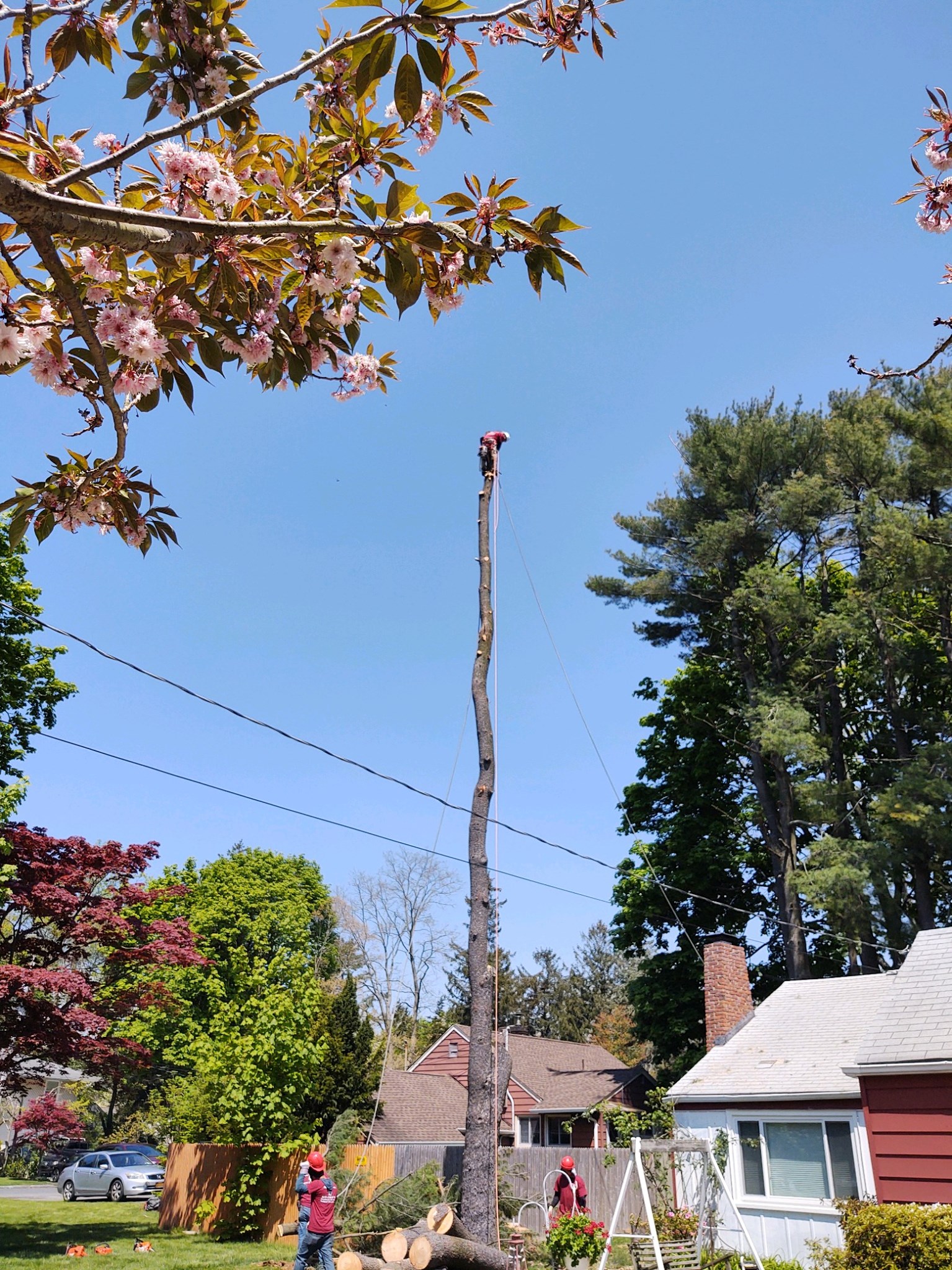 Master Tree Services Inc | New York NY