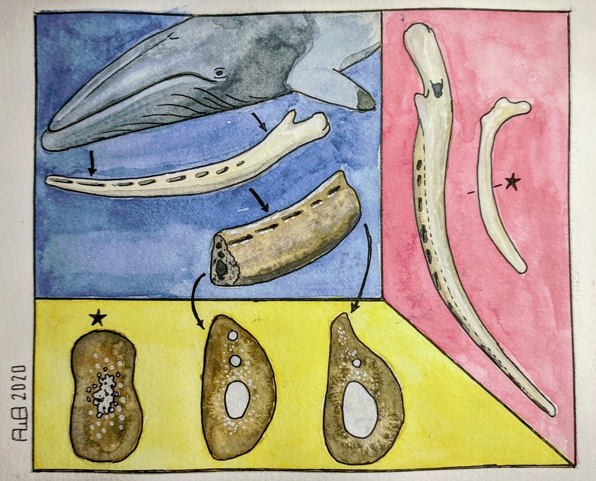 #whalewednesday - Fossil Explainer no. 2: how to identify baleen whale ...